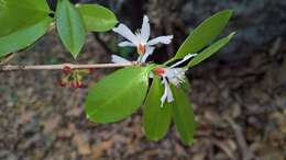 Image of Cratoxylum formosum subsp. formosum