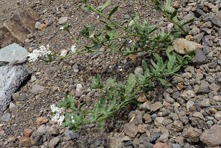 Plancia ëd Heliotropium ramosissimum (Lehm.) Sieb. ex DC.