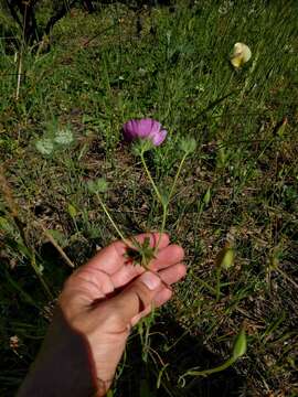 Image of fringed checkerbloom