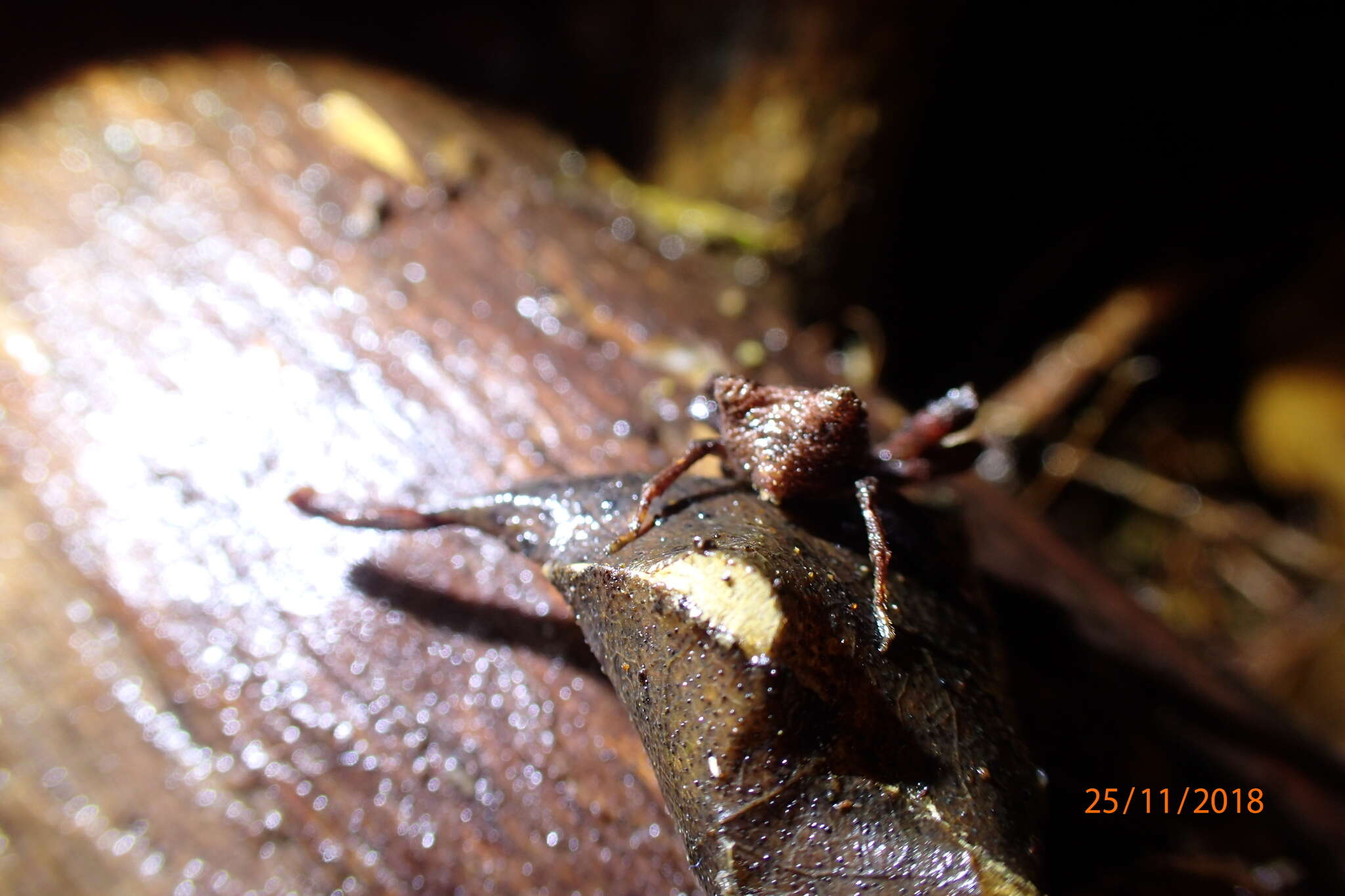 Sivun Sidymella angularis (Urquhart 1885) kuva