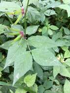 صورة Vicia oroboides Wulfen