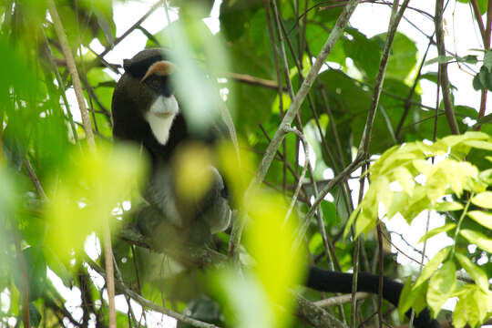 Cercopithecus neglectus Schlegel 1876 resmi