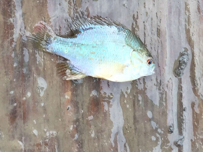 Image of Orangespotted Sunfish