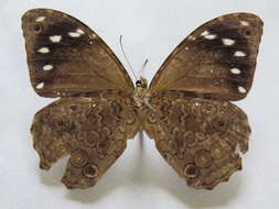 Image of Manataria maculata Hopffer 1874