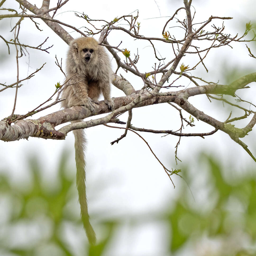 Image of Chacoan Titi Monkey