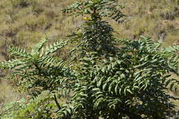 Image of Berberis napaulensis (DC.) Spreng.