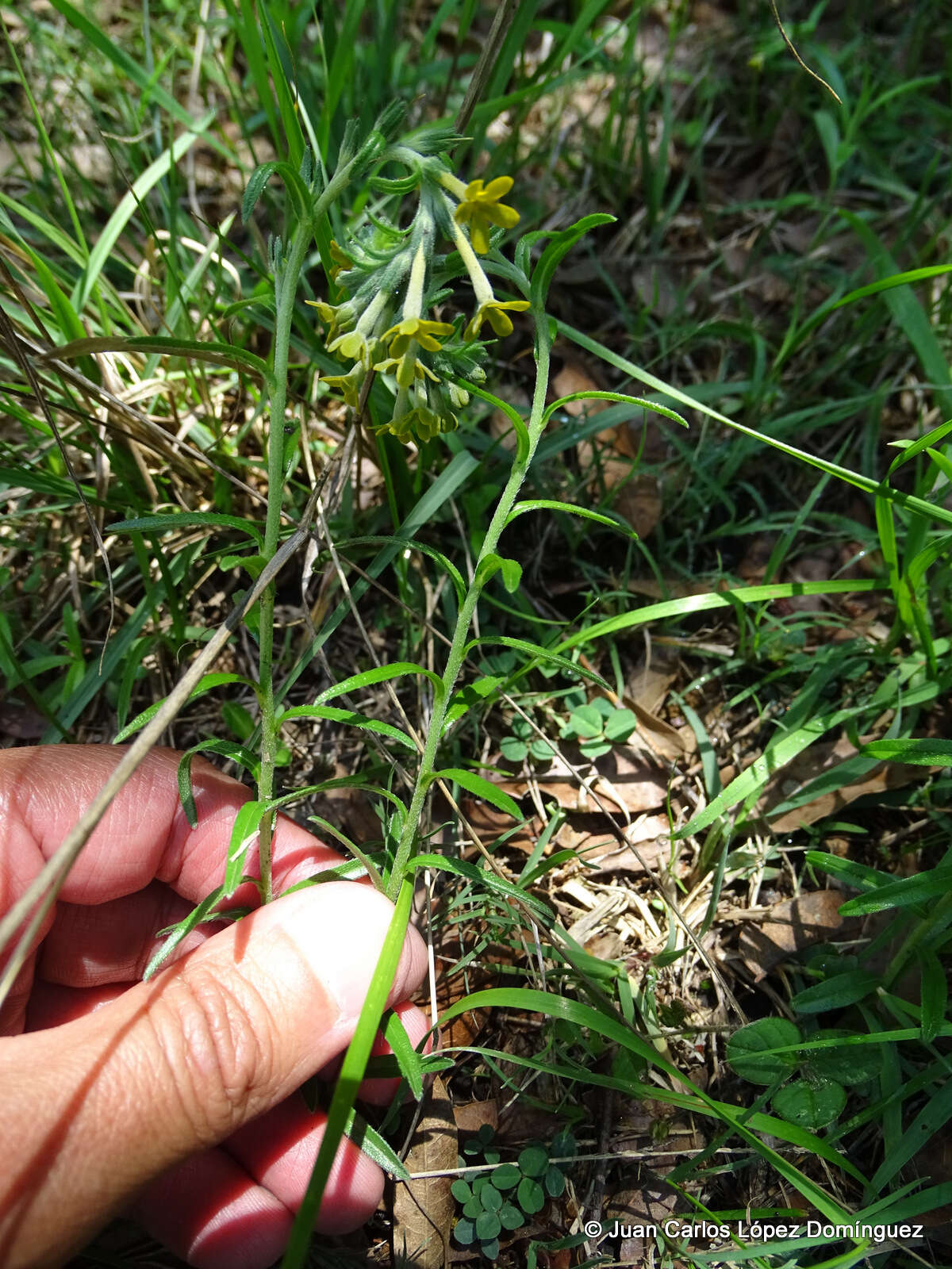 Plancia ëd Lithospermum strictum Lehm.