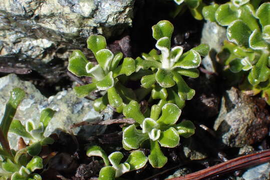 Imagem de Antennaria suffrutescens Greene