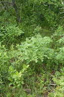 Image de Ligusticum porteri Coult. & N. E. Rose