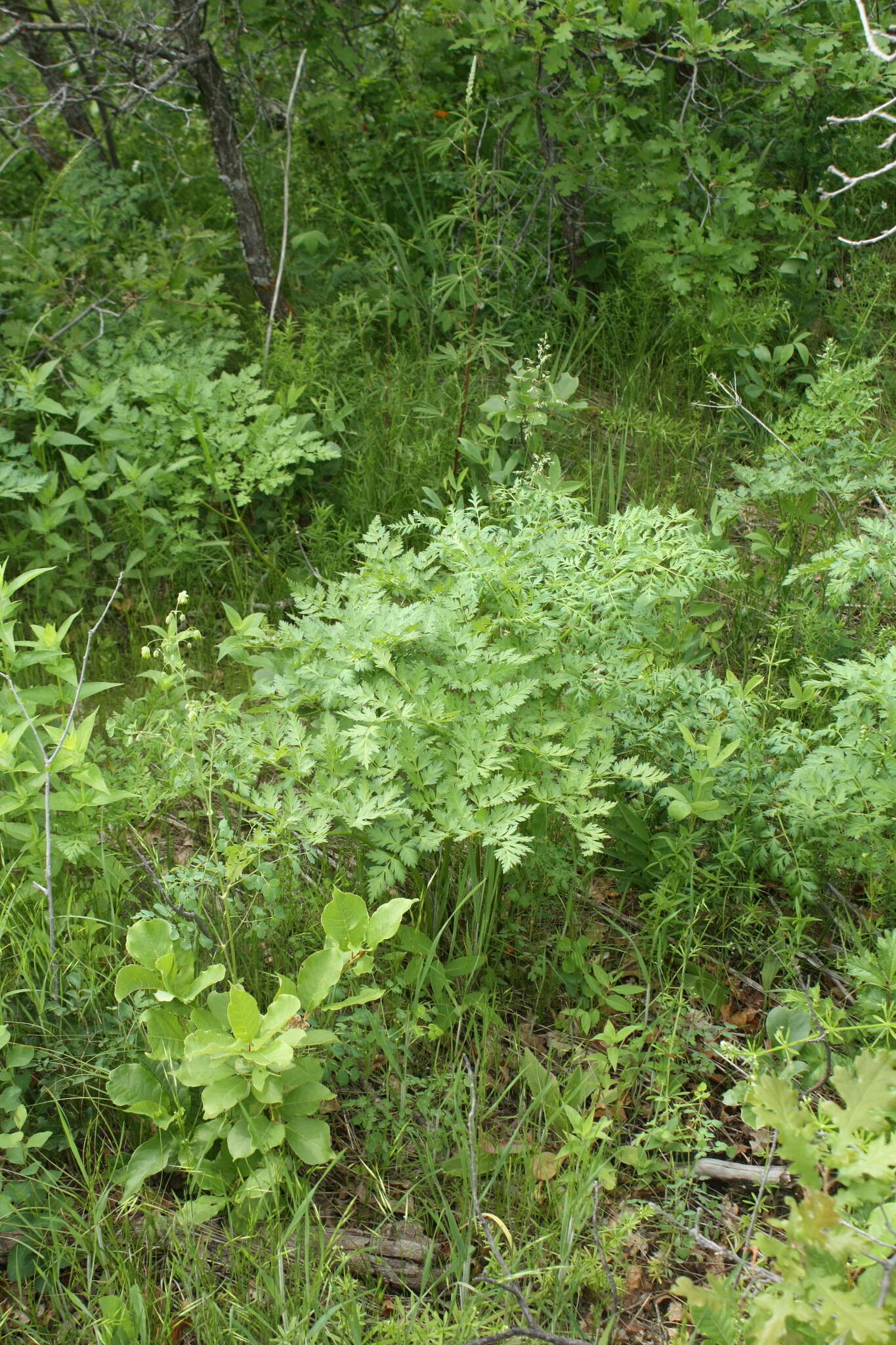 Ligusticum porteri Coult. & N. E. Rose resmi