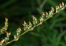 Image of Artemisia rubripes Nakai