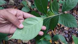 Image of oakleaf fig