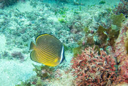 Image of Golden Butterflyfish