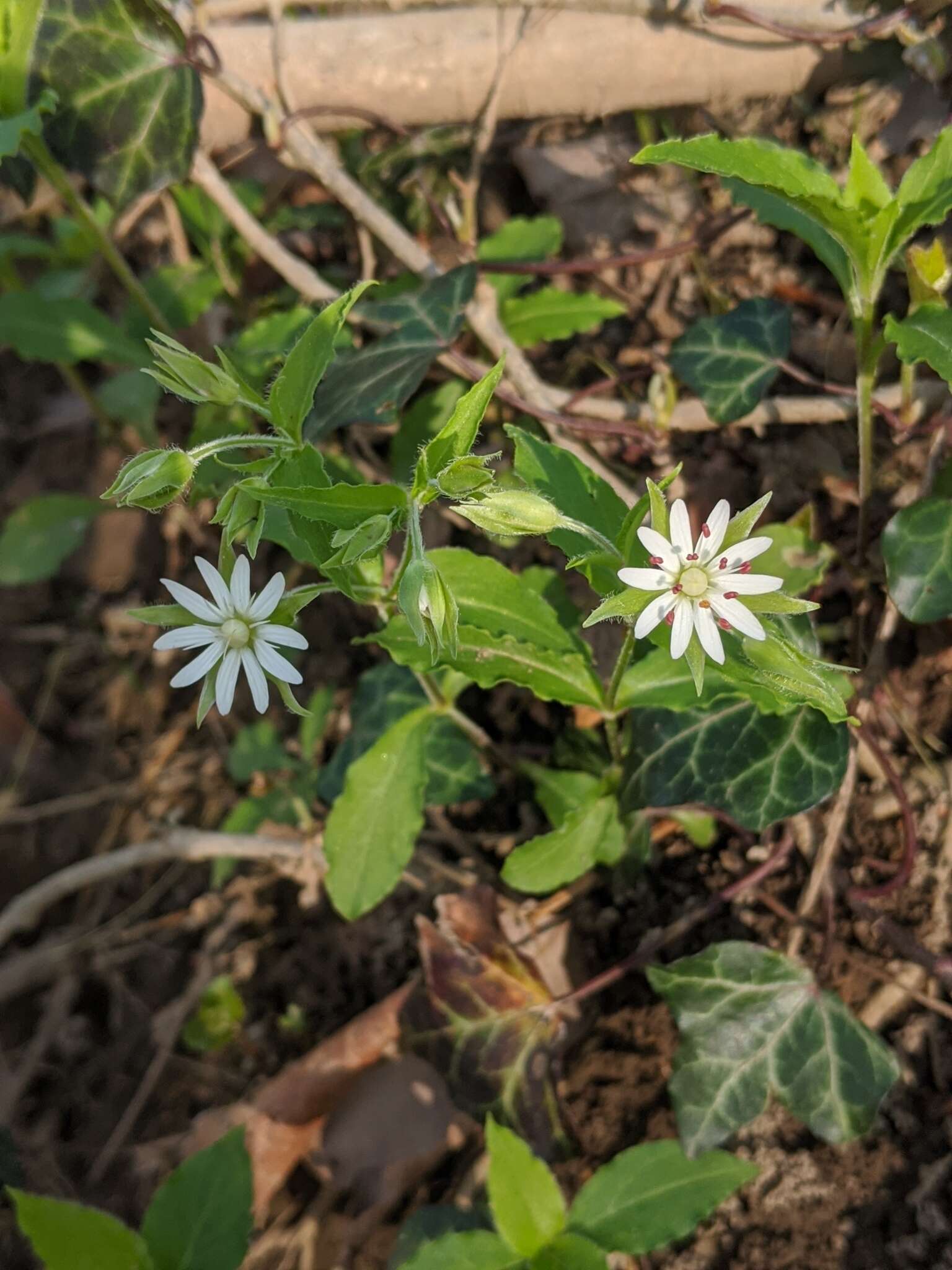 Image of Tennessee starwort