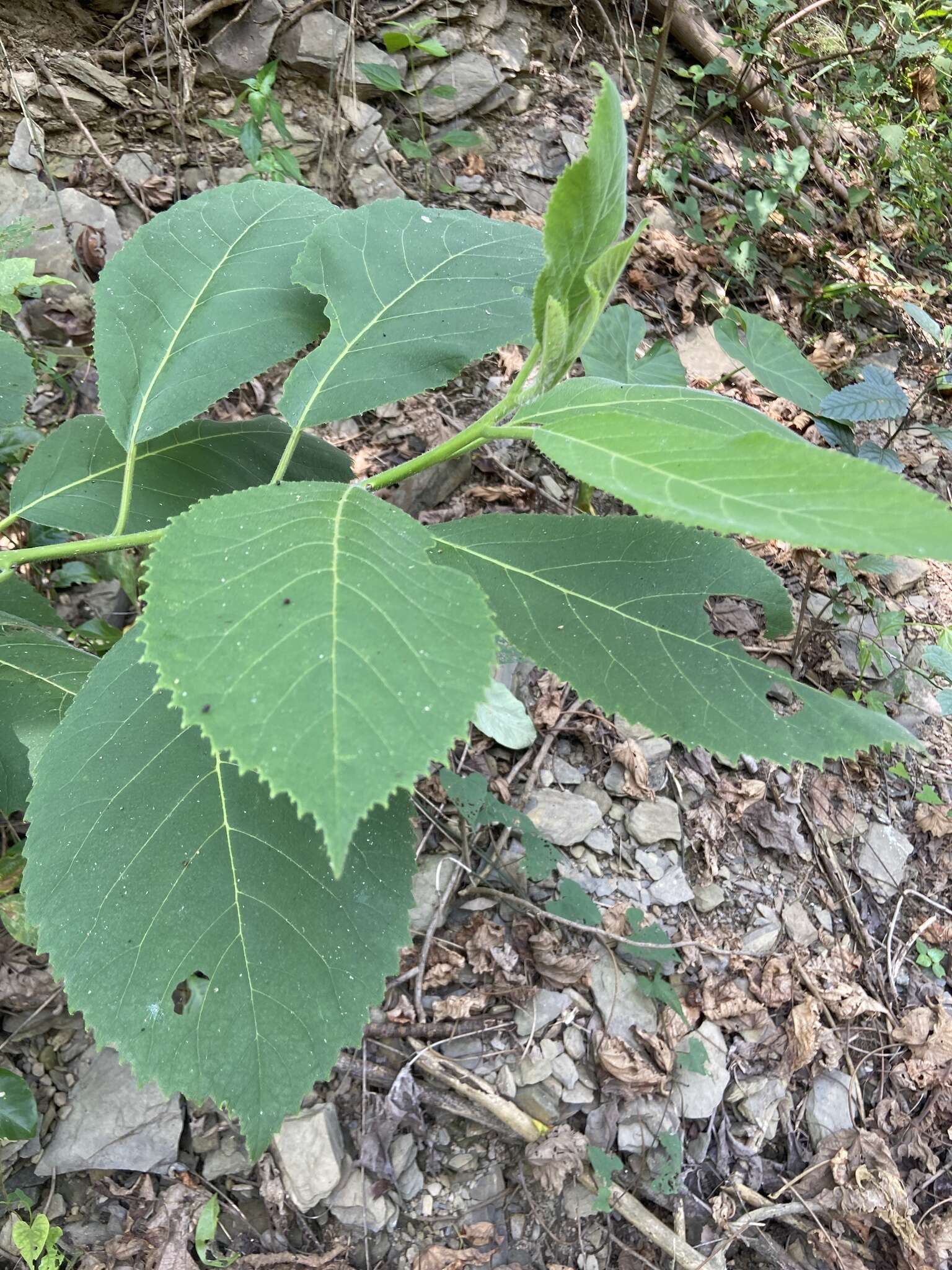 Image of Ehretia dicksonii Hance