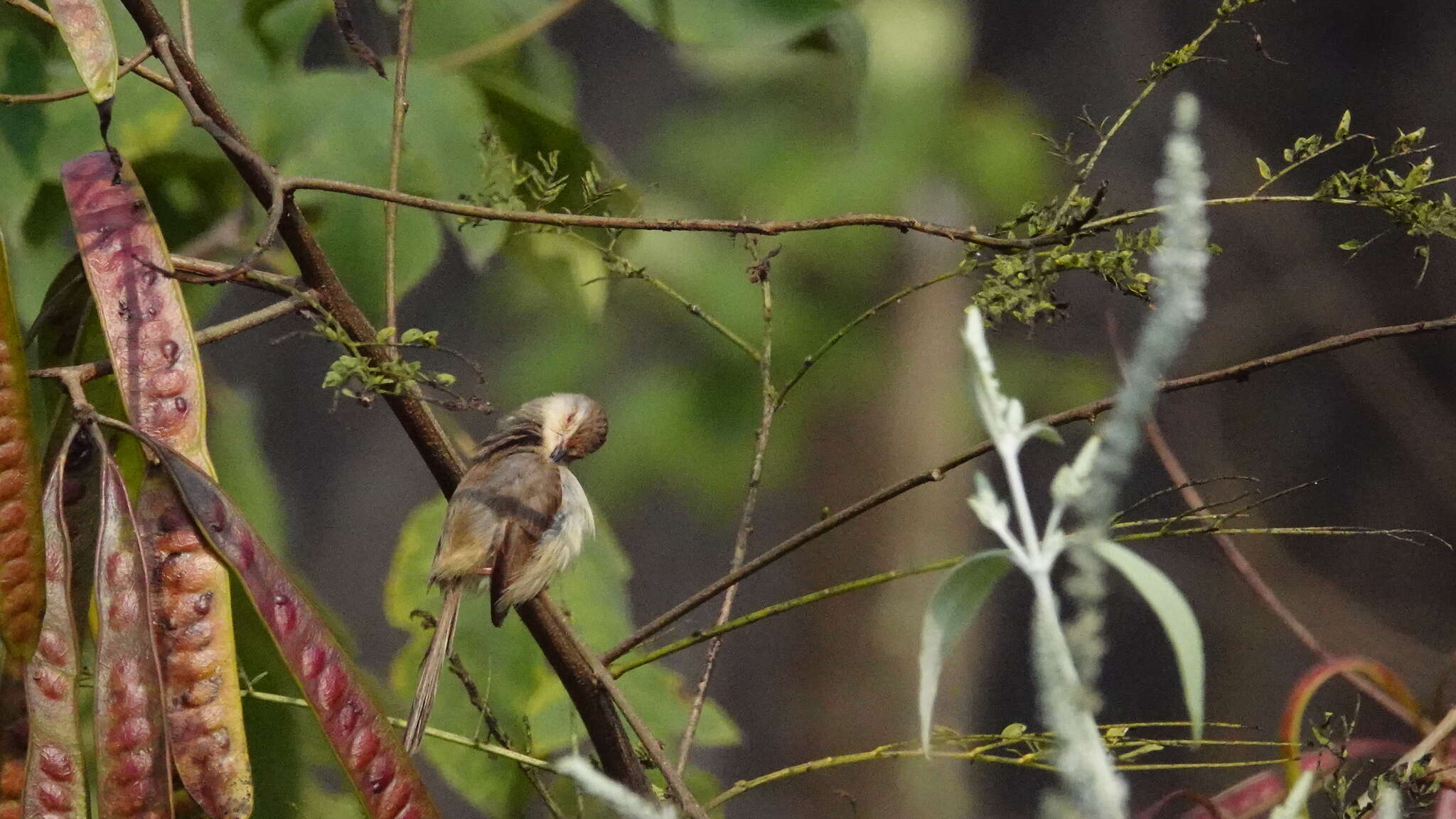 Plancia ëd Prinia inornata flavirostris (Swinhoe 1863)