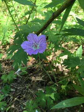 Image of Geranium wlassovianum Fisch. ex Link