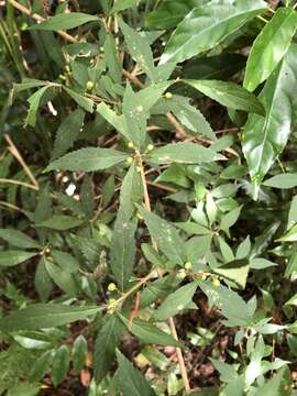 Image of Callicarpa randaiensis Hayata