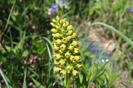 Image of Small-dotted Orchis