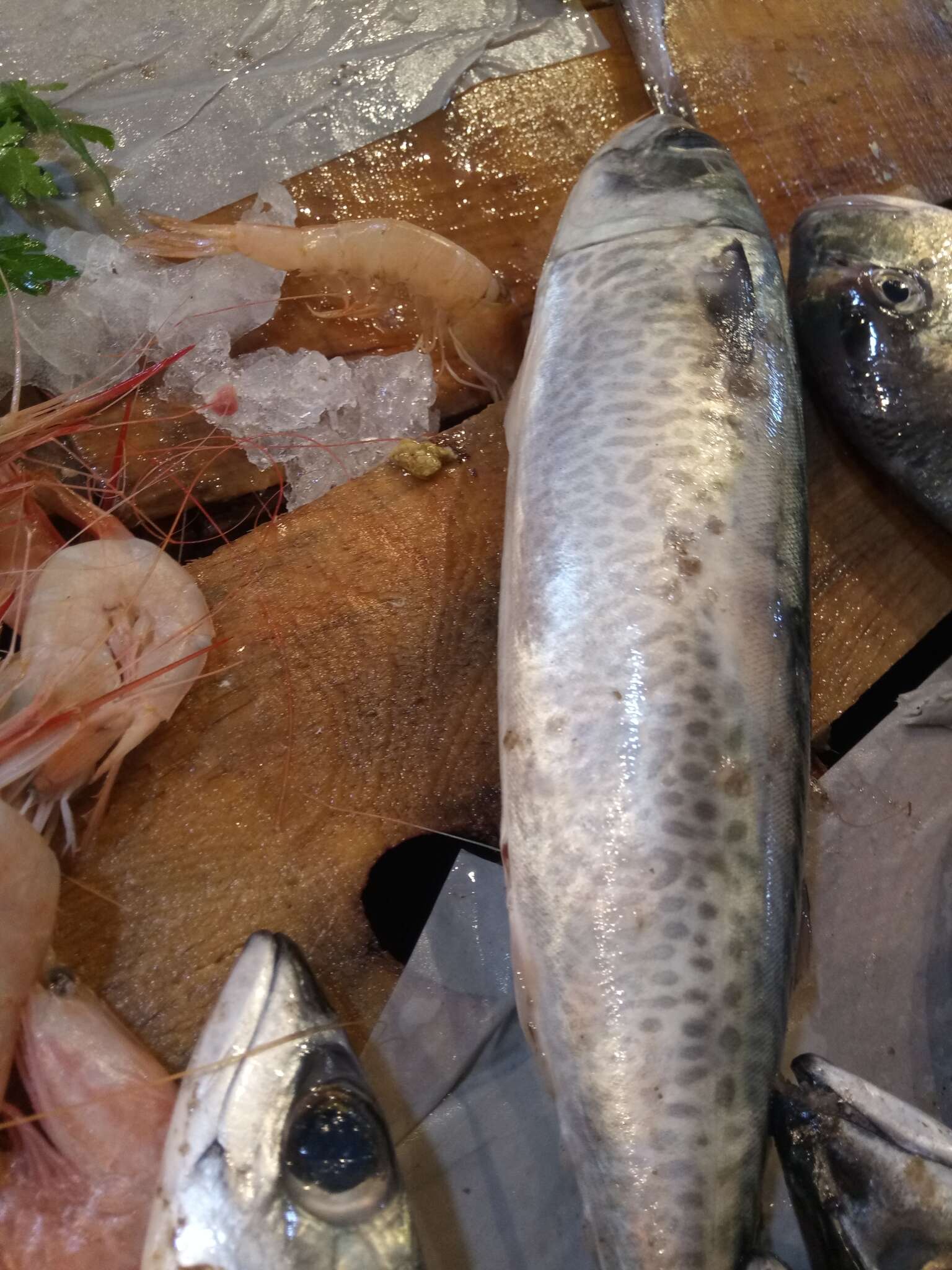 Image of Atlantic Chub Mackerel