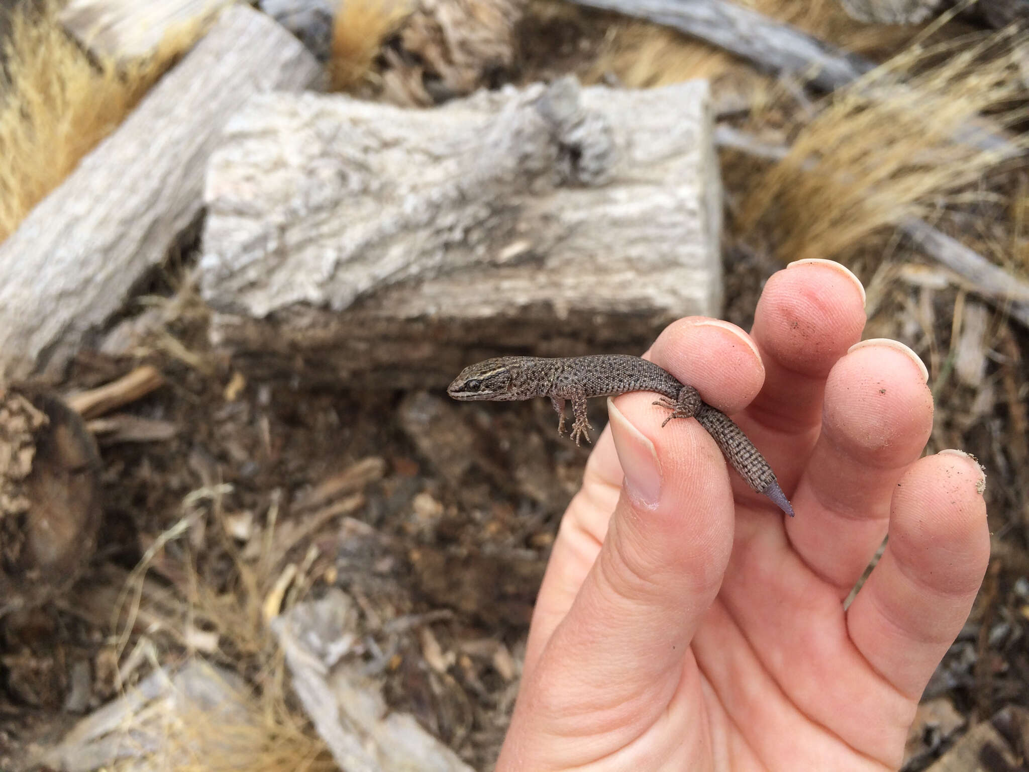 Image of night lizards