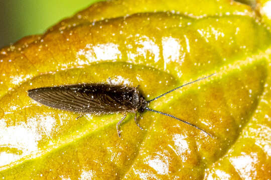 Image of Black Spongillafly