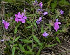 Sivun Phlox pilosa subsp. ozarkana (Wherry) Wherry kuva