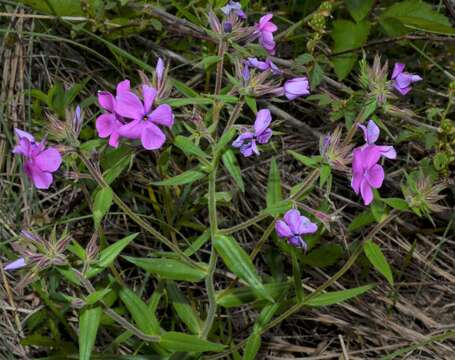 Sivun Phlox pilosa subsp. ozarkana (Wherry) Wherry kuva