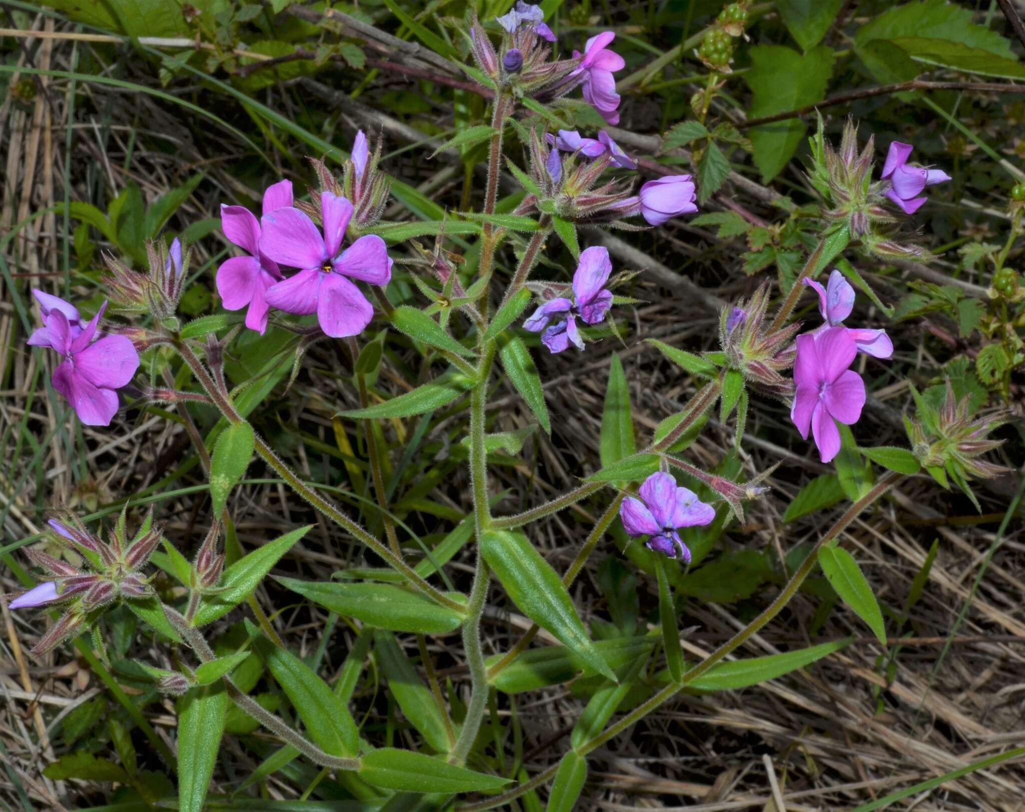 Imagem de Phlox pilosa subsp. ozarkana (Wherry) Wherry