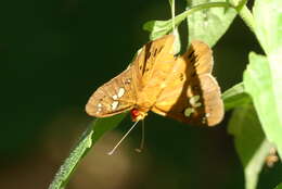 Image of Capila phanaeus Hewitson 1867