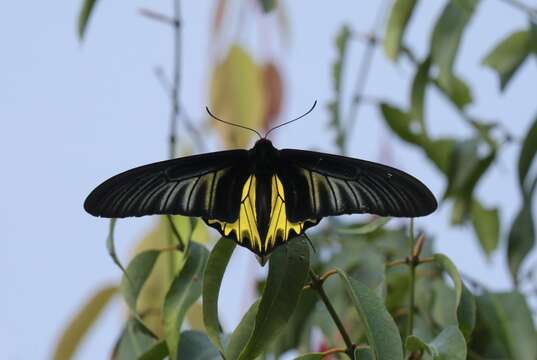 Image of Golden Birdwing Butterfly