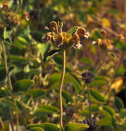 Image of Phlomis chrysophylla Boiss.