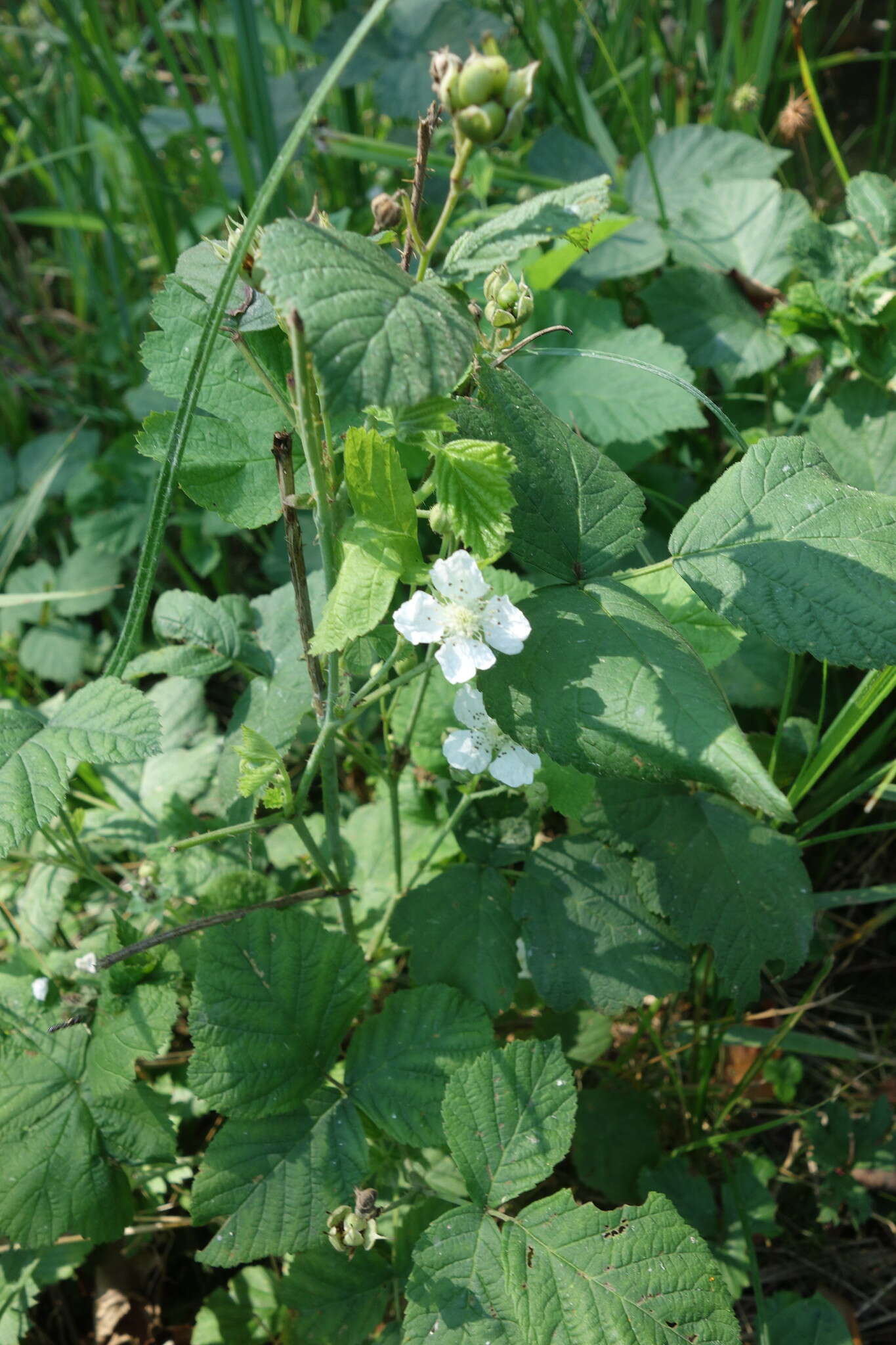 Image of Dewberry