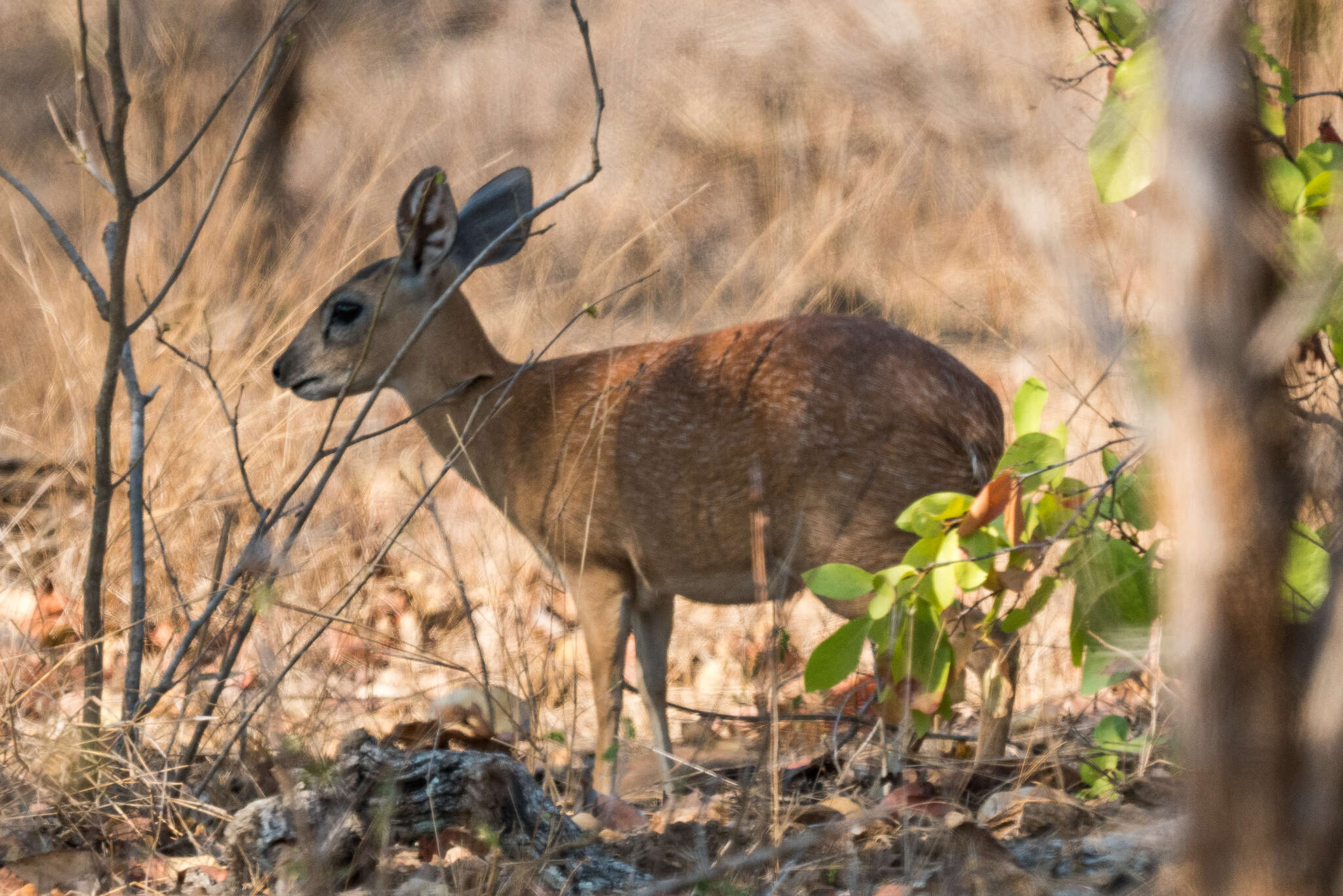 Image of Sharpe's Grysbok