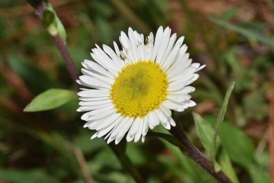 Image de Erigeron galeottii (Hemsl.) Greene