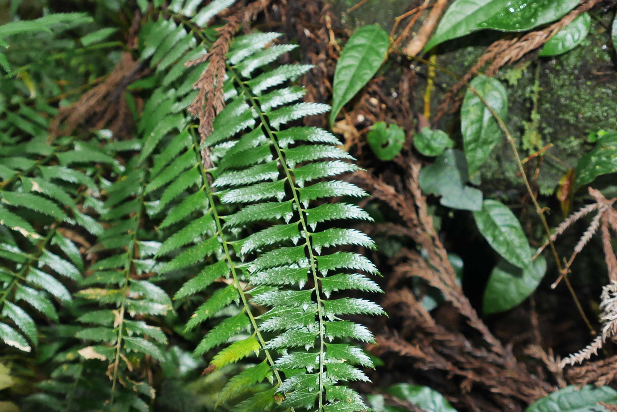 Polystichum formosanum Rosenst. resmi