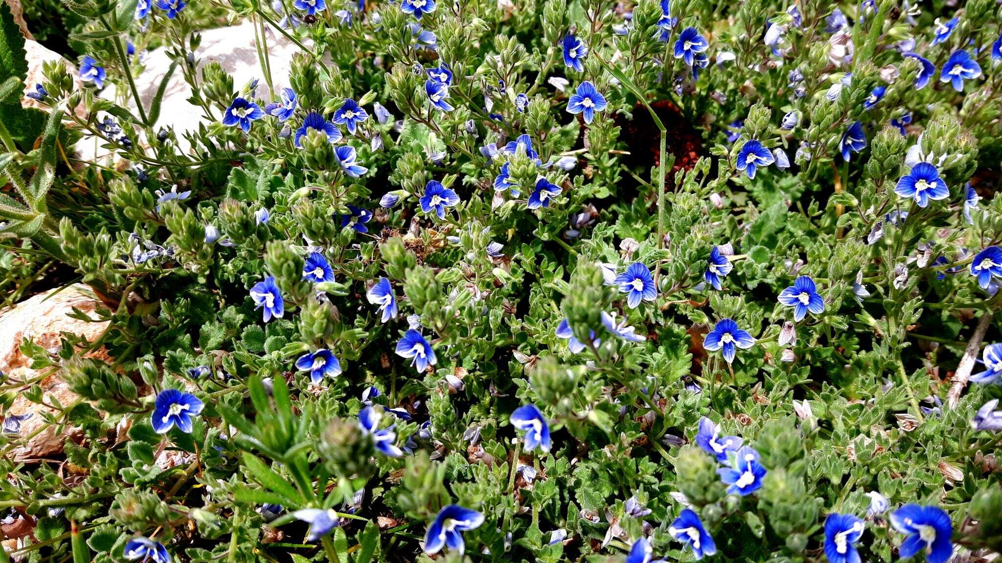 Image of Veronica cuneifolia D. Don