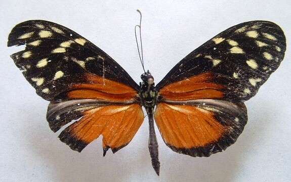 Image of Heliconius hecale zuleika