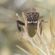 Plancia ëd Narnia (Xerocoris) snowi Van Duzee 1906