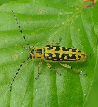 Image of Saperda (Lopezcolonia) scalaris (Linné 1758)