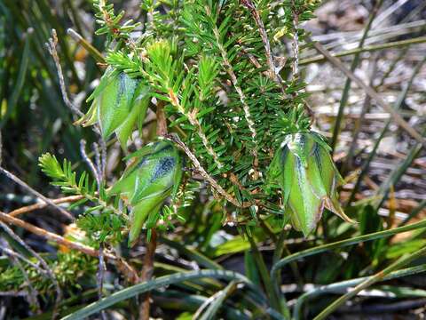 Image of Darwinia helichrysoides (Meissner) Benth.