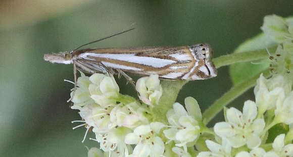 Image of Whitmer's Sod Webworm Moth