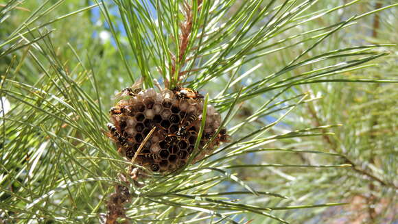 Image of Paper wasp