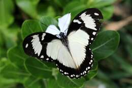 Image of <i>Papilio dardanus tibullus</i>