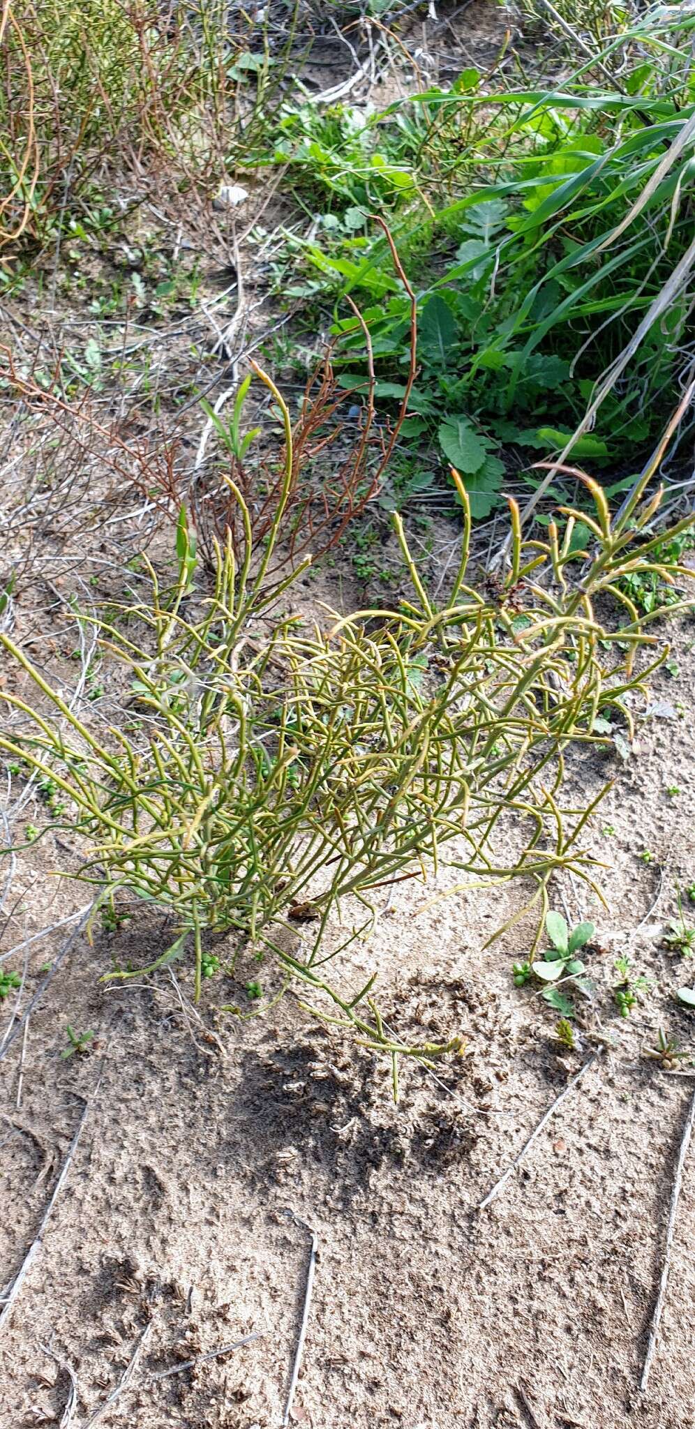 Image of spiny wattle