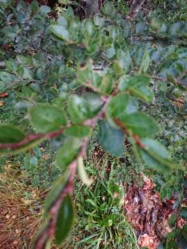 Image of Nothofagus betuloides (Mirb.) Oerst.