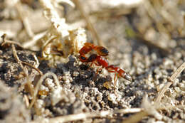 Image of Pseudomyrmex denticollis (Emery 1890)