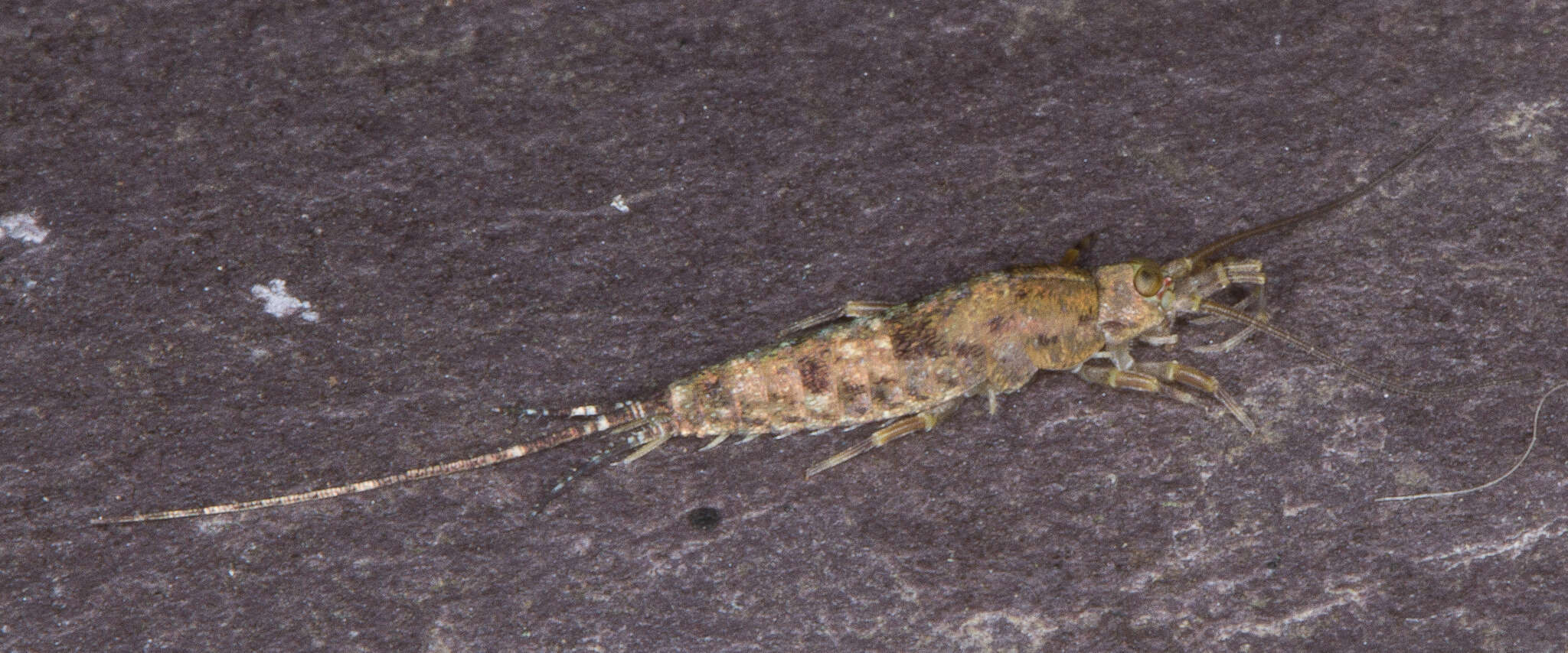 Image of sea bristletail