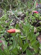 Sivun Oenothera multicaulis Ruiz & Pav. kuva