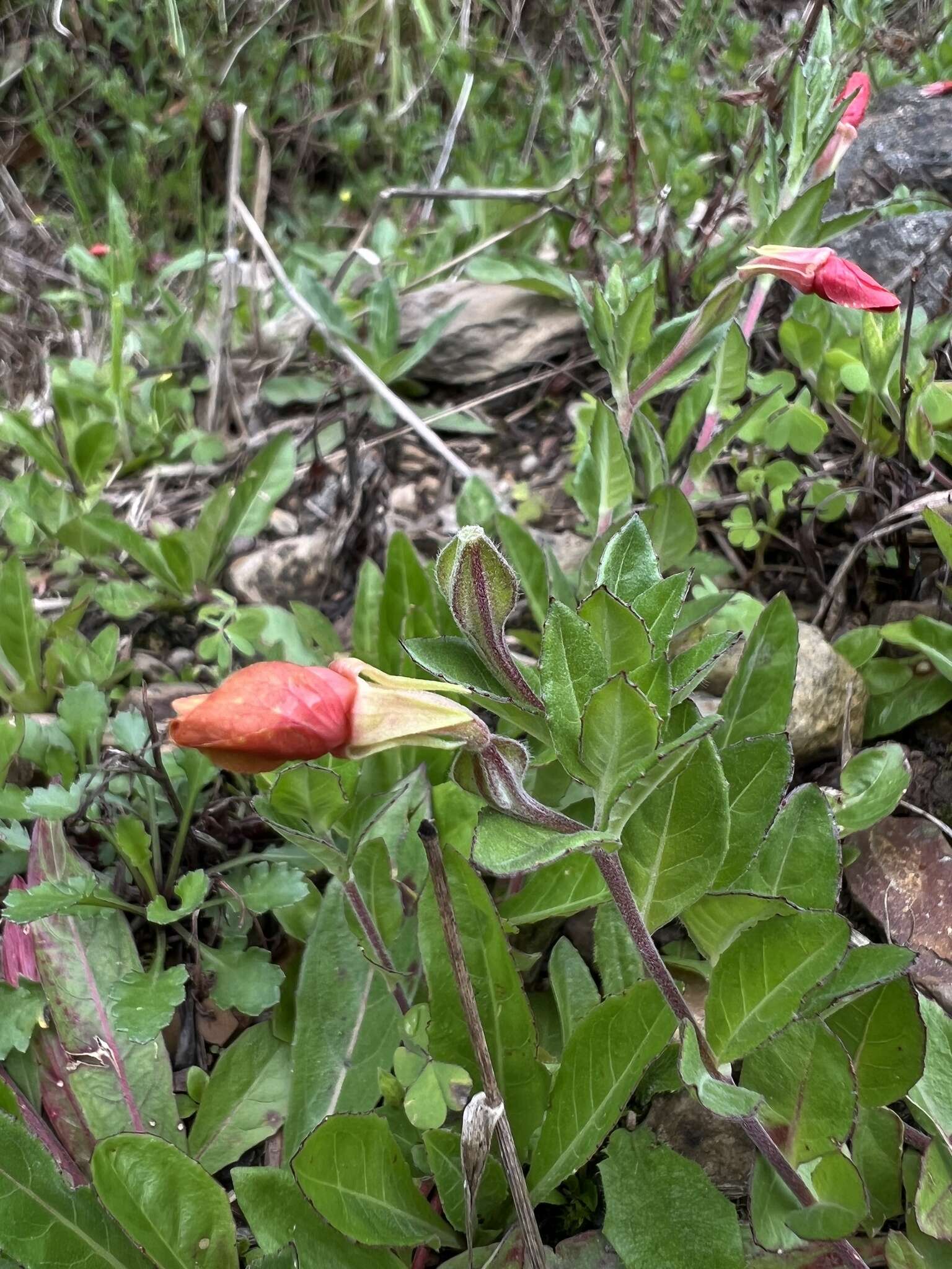 Sivun Oenothera multicaulis Ruiz & Pav. kuva